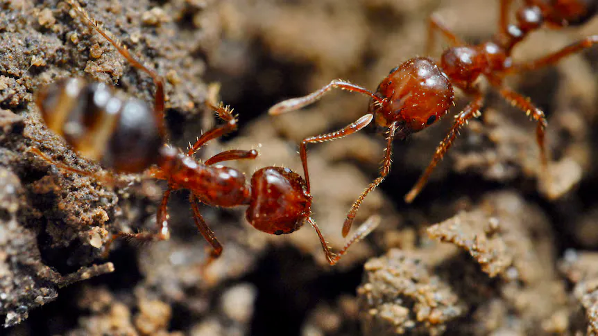Fire ants clustered on soil beside a nest