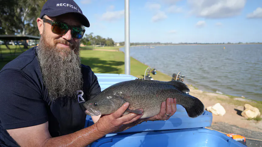 A Murray cod swimming in freshwater