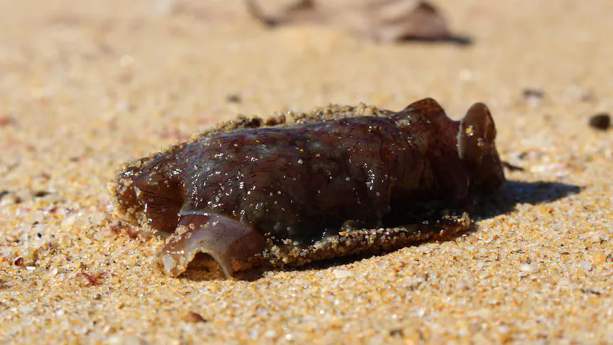 Seaweed along the shoreline of a sandy beach