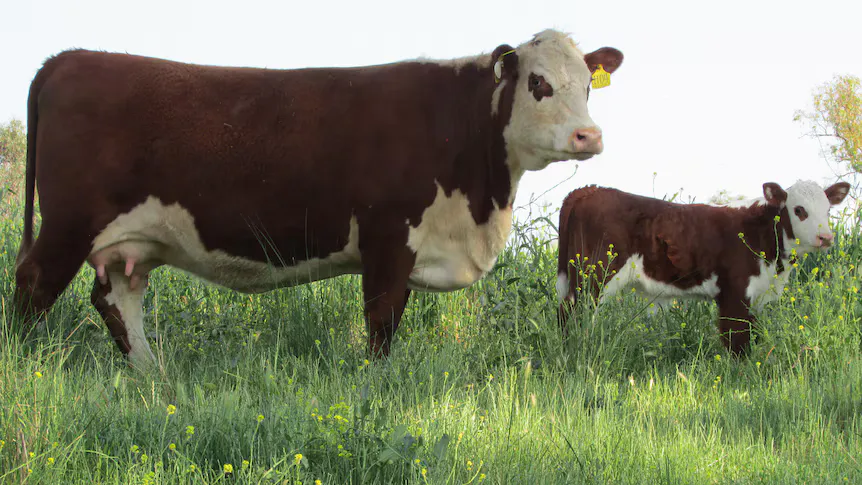 Black cattle grazing in a rural paddock