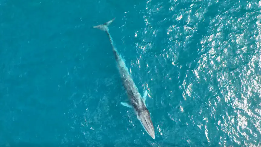 A whale beneath the ocean surface near a coastline