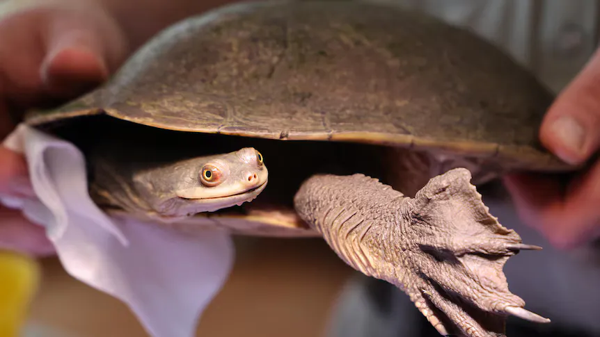 A freshwater turtle beside a wetland